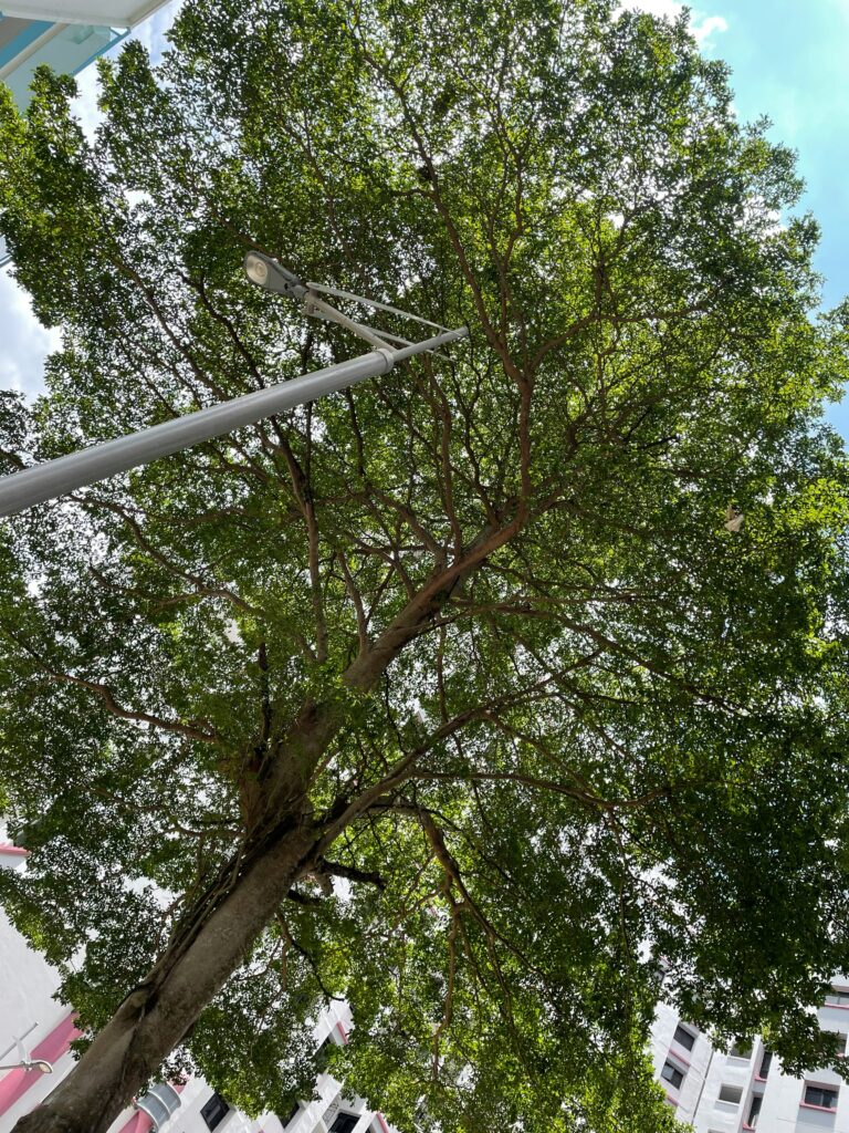 Commercial Tree Surgery