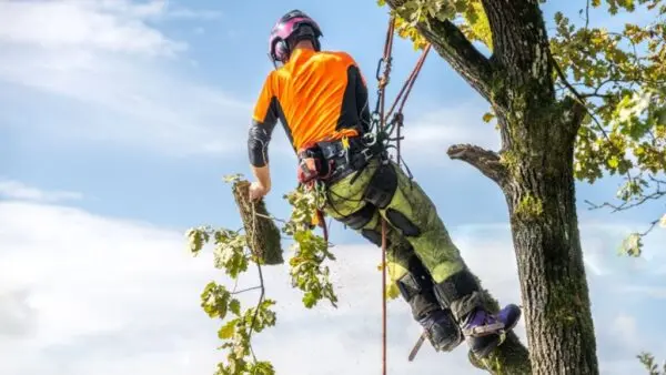 Tree Surgery Preston