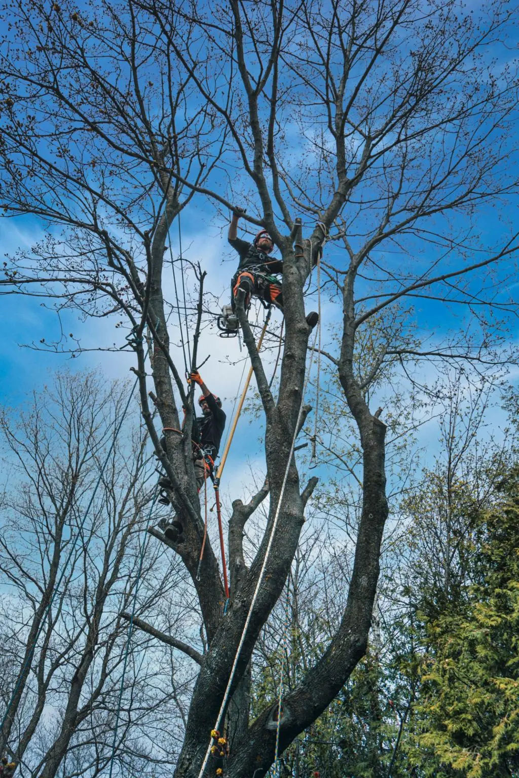 Commercial Tree Services Lancashire Operations