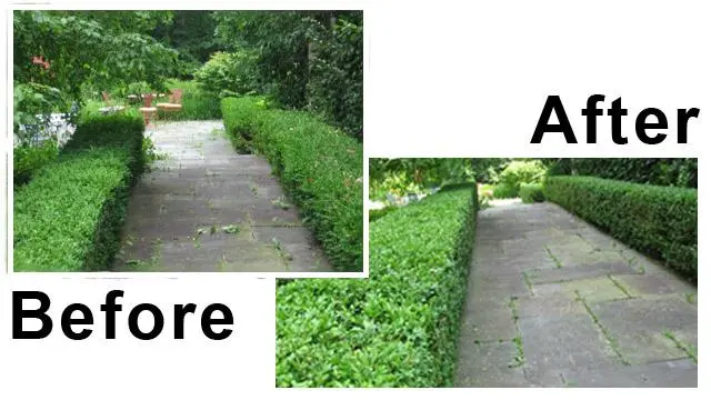 Professional Hedge Trimming Preston Service in Lancashire